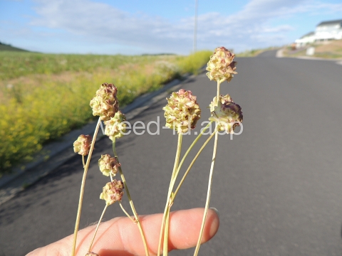 burnet, annual